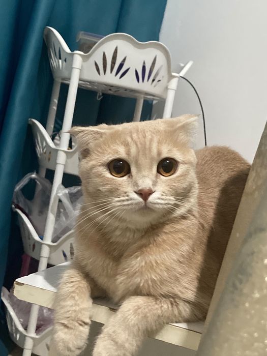 Отдам в добрые руки кошку