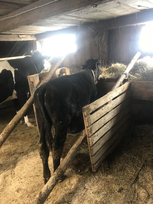 Vand tauraș 4300 lei negociabil