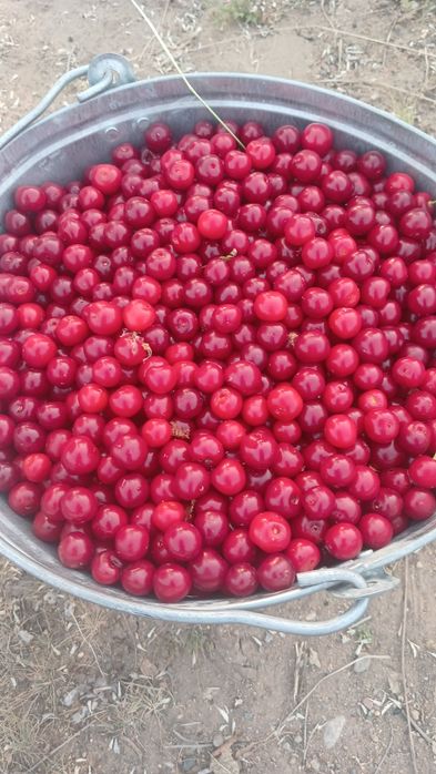 Продам вишню не дорого