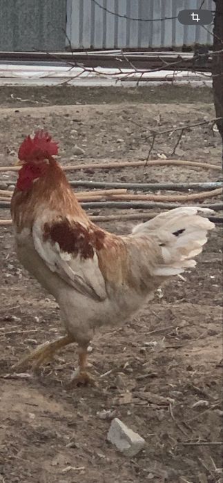 Кораз сатамын 4000тг