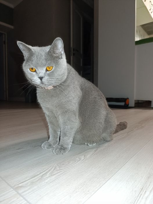 Котята породистые