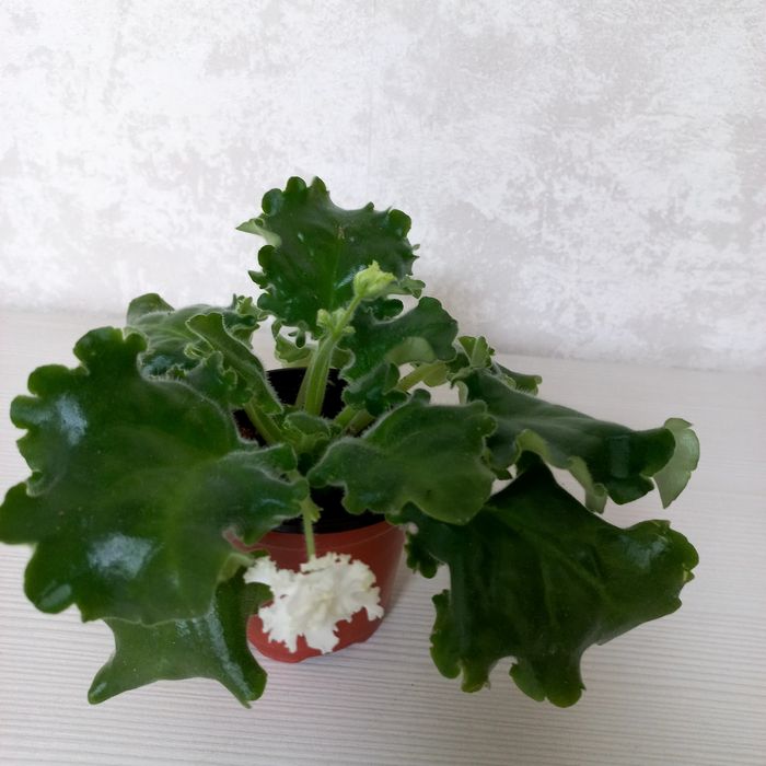 Фиалка  махровая.