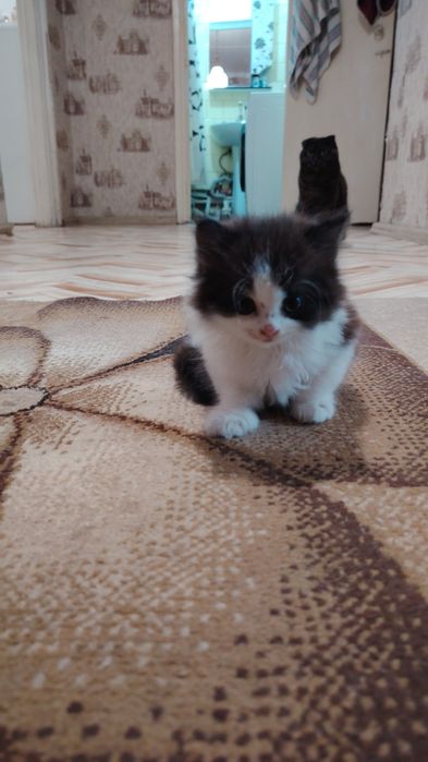 Отдадим двух котят в добрые руки