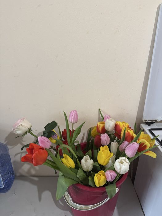 Тюльпаны свежие по 380 тг