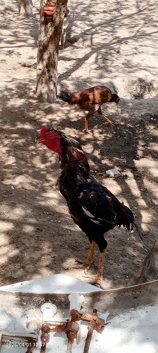 Bir juft dakan sotiladi