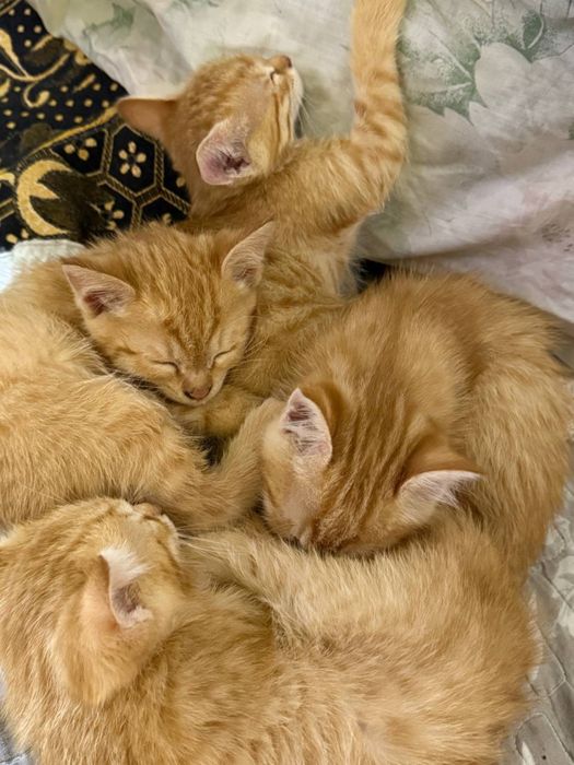 Рыжие котята даром!!!