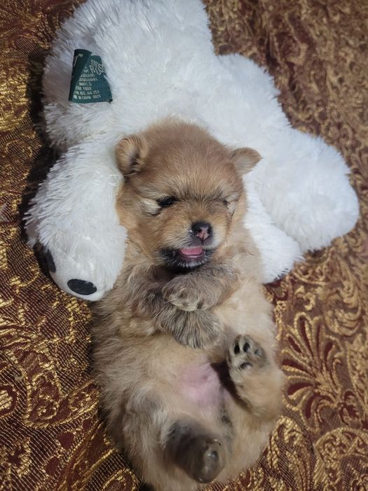 Померанский шпиц