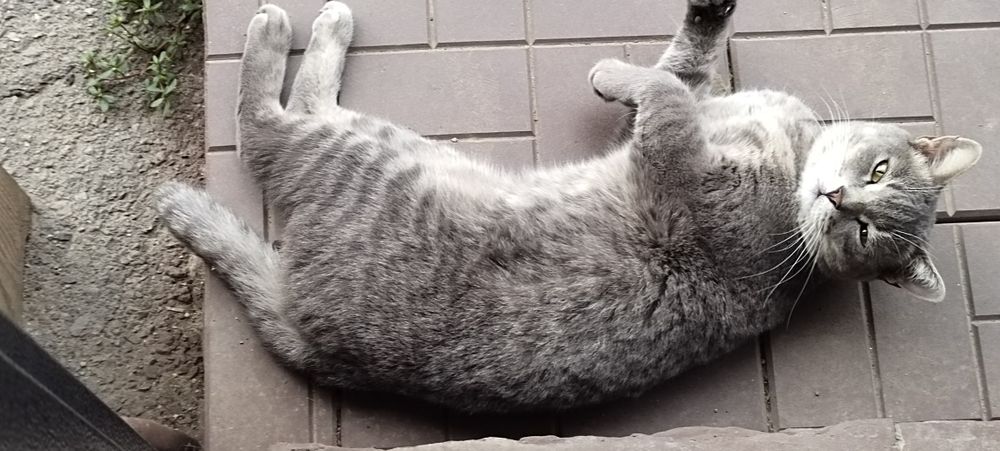 Кошка мысық отдам