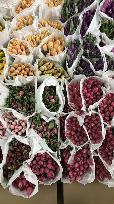 Тюльпаны высокого качества