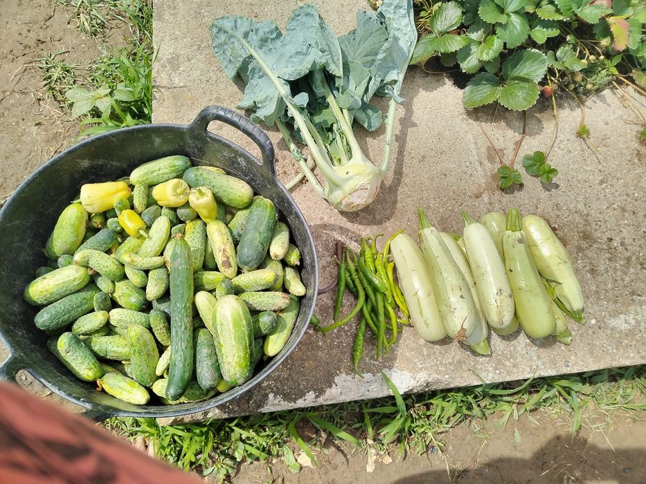 Legume din grădină