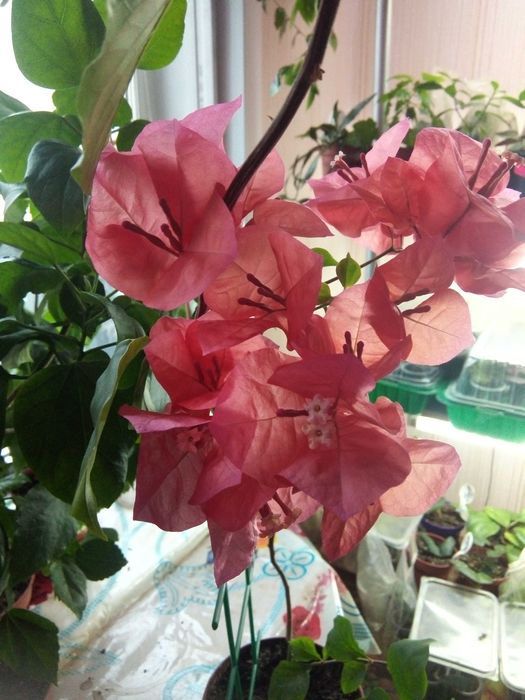 Бугенвиллия -красивый цветок