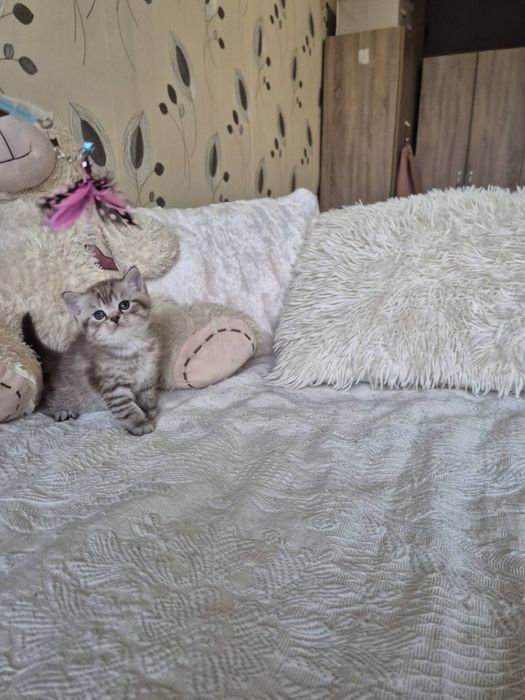 Британски късокосмести котета