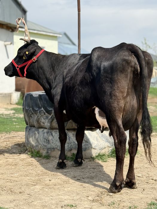 Сауын бұзаулы сиыр