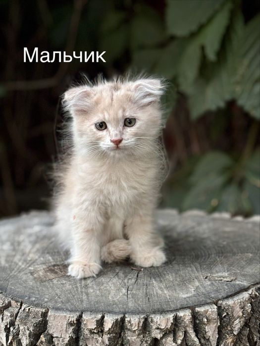 Котята в добрые и любящие руки
