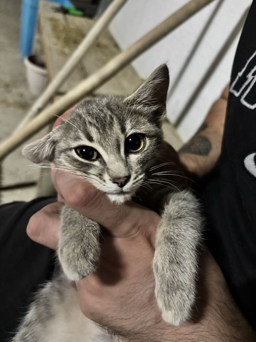 Котенок в добрые ручки