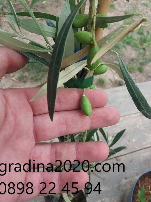 Маслина- налични 2 сорта
