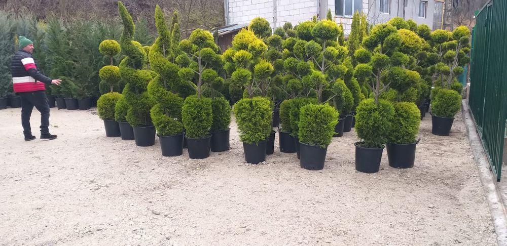 Tuia spiral, Tuia Etajata , Leylandii Albastru/, Verde