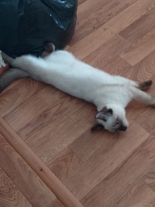 кошечка, девочка, около 7 месяцев