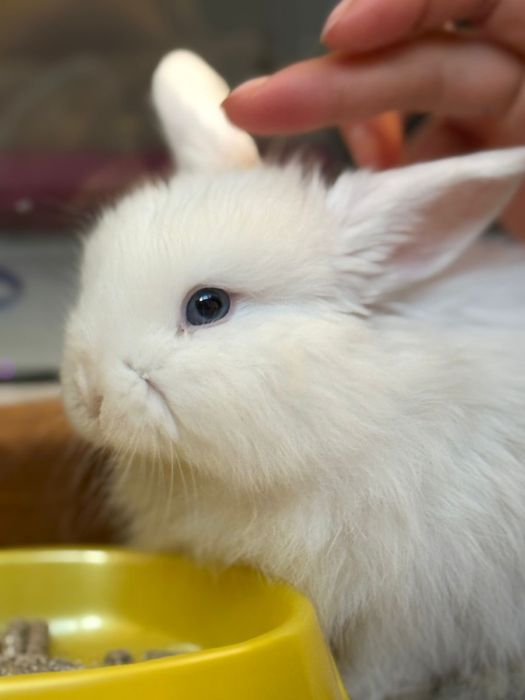 Продам декоративный кролик