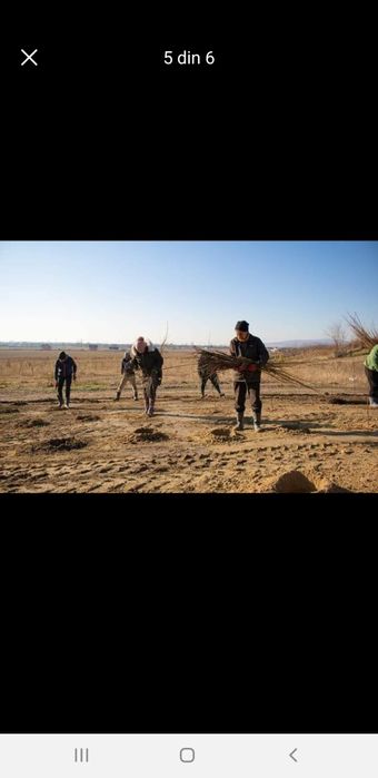 Puieți calitatea 60 bani