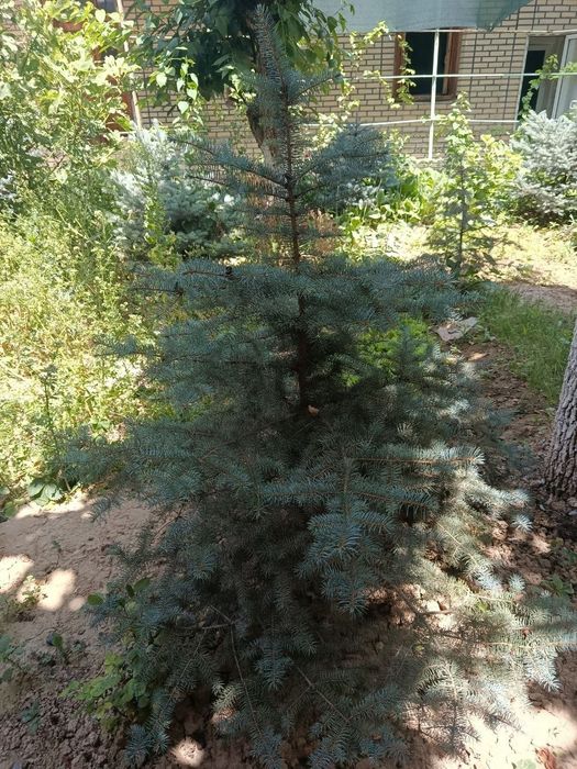 голубую ель арчалар