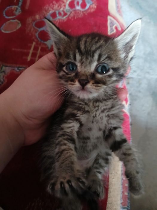 От дам котят в добрые руки