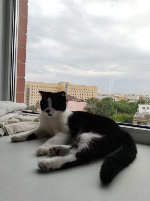 Отдаем кошку британка