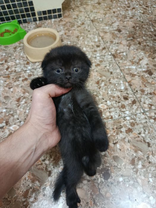 Катята скотиш страйтт