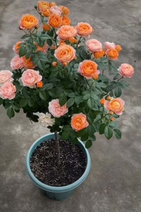 Trandafir Pomișor (Diferite Culori )