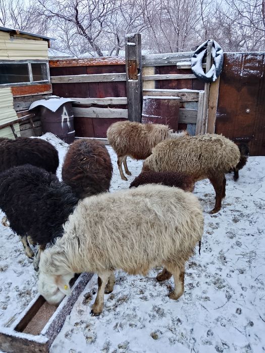 Продам баран с ягнятами