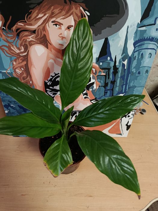 Спатифиллум или женское счастье