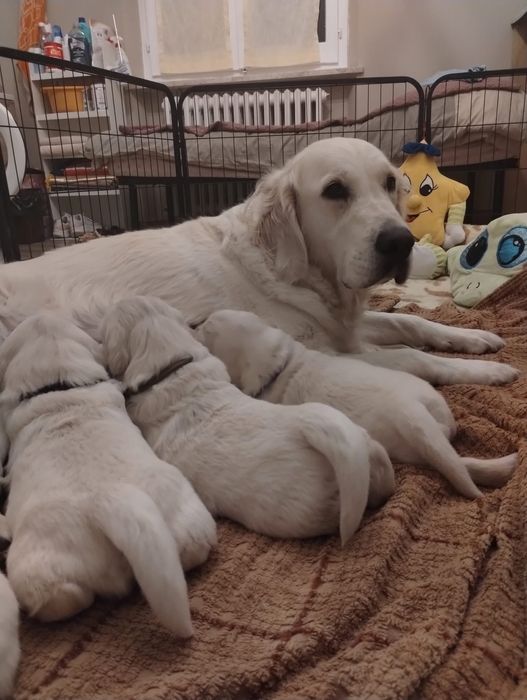 Голдън ретривър момченце родословен баща