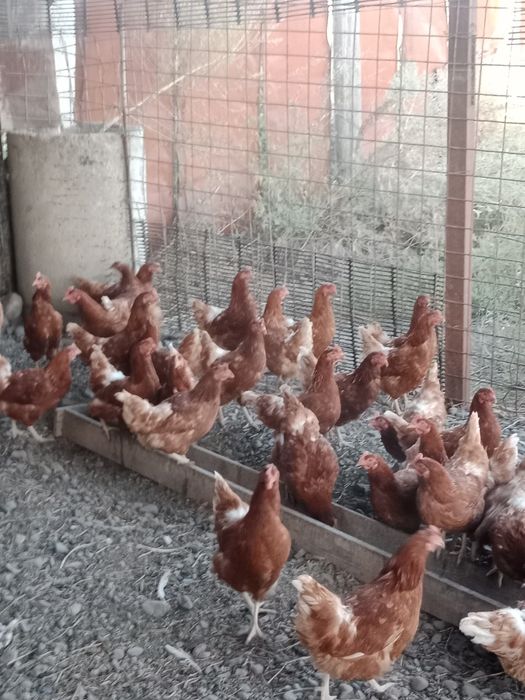 Продам курей породы ломонбраун