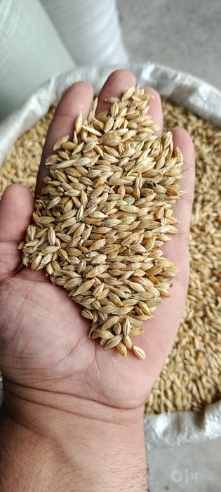 Qozogston Maxsulotlari 50 kg Alo sifatli%