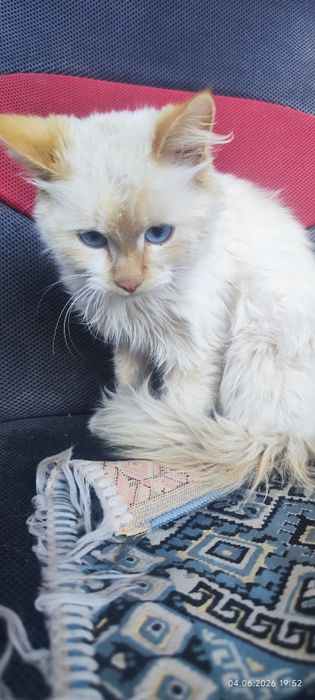 Отдам кота в добрые руки