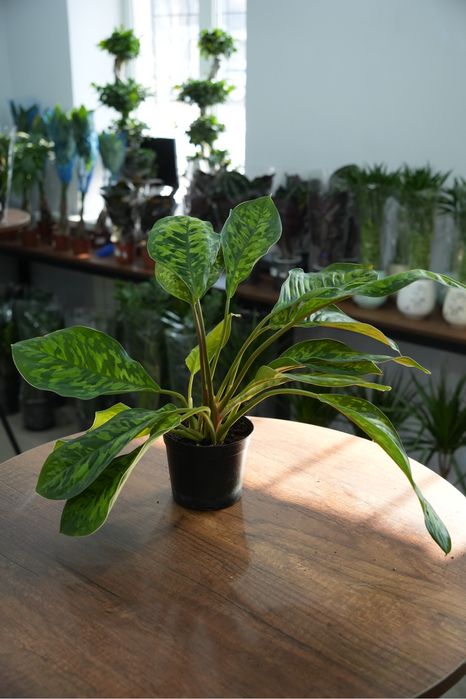 Хомаломена Камуфляж