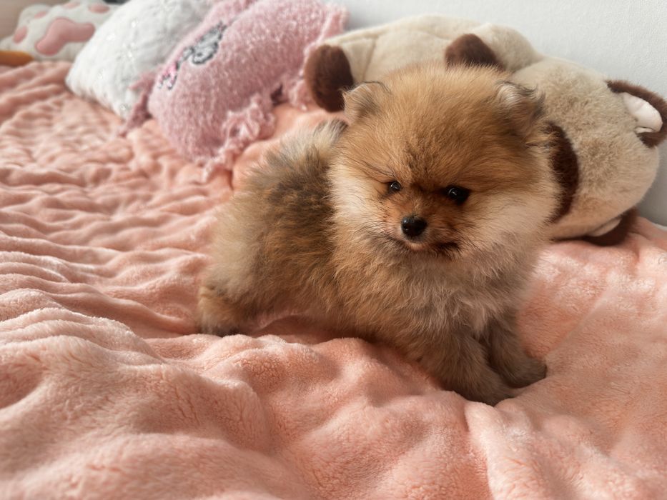 Малышка немецкий шпиц