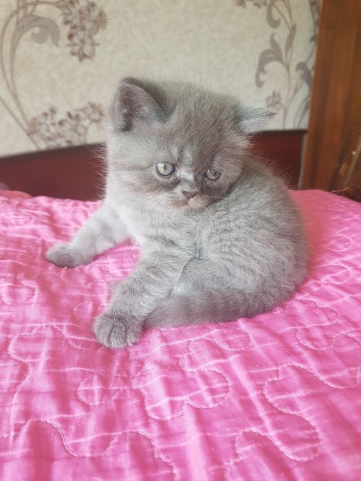 Продаются котята