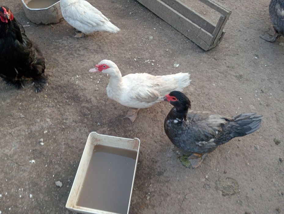 Продам индоутят.