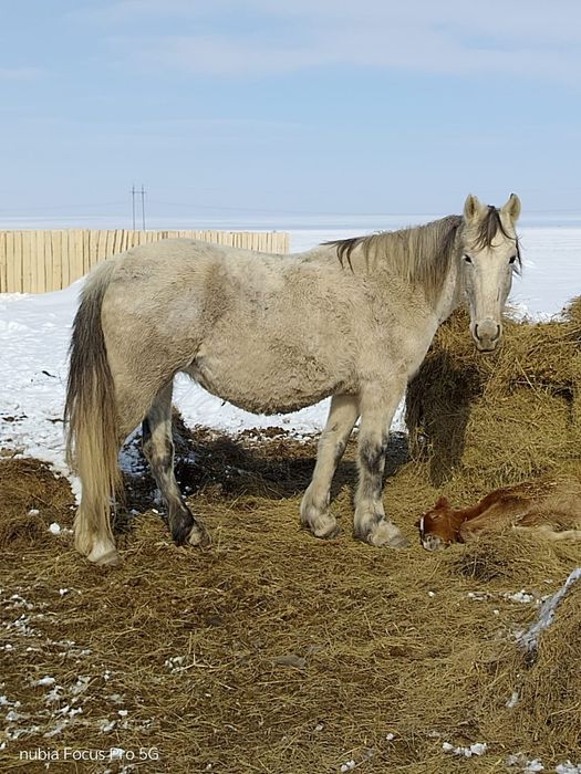 Продаются лошади
