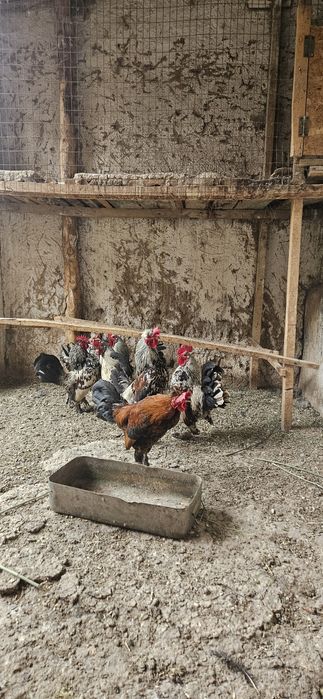 Кораз.ззззззззззз