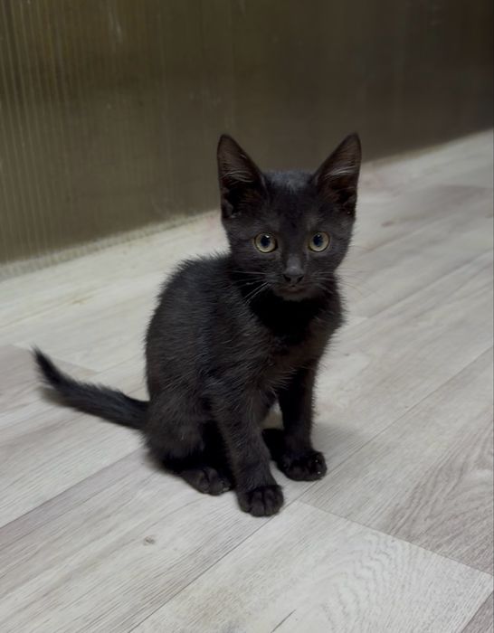 Котята подростки