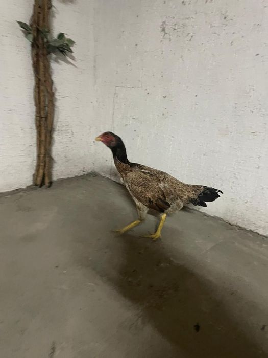 Продам даканку  несётся