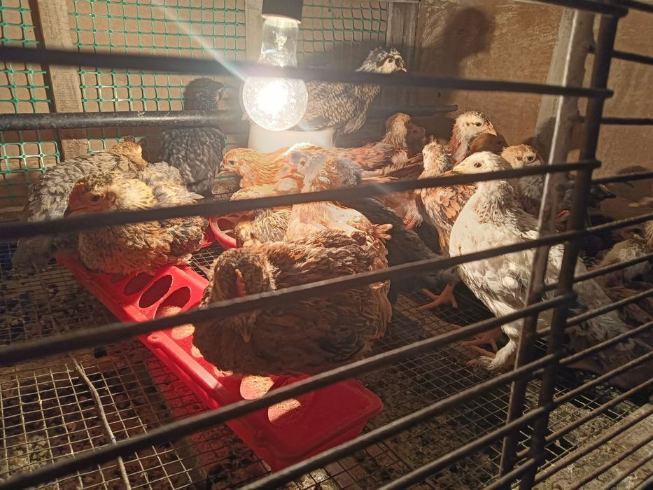 Продам цыплят. Звоните