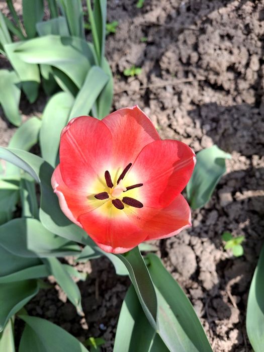 Луковицы тюльпанов. Голландские сорта.