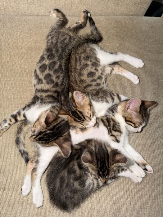 Бенгалски котенца