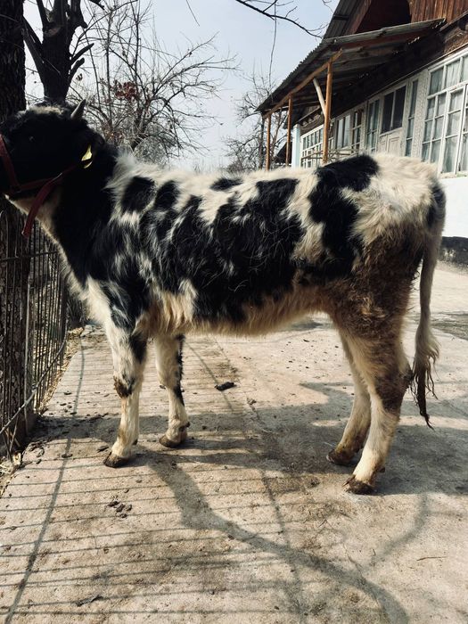 Хўнажин сотилади