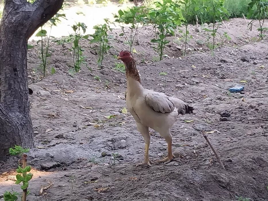 Dadang tovuq sotiladi tuxim tugʻayapti