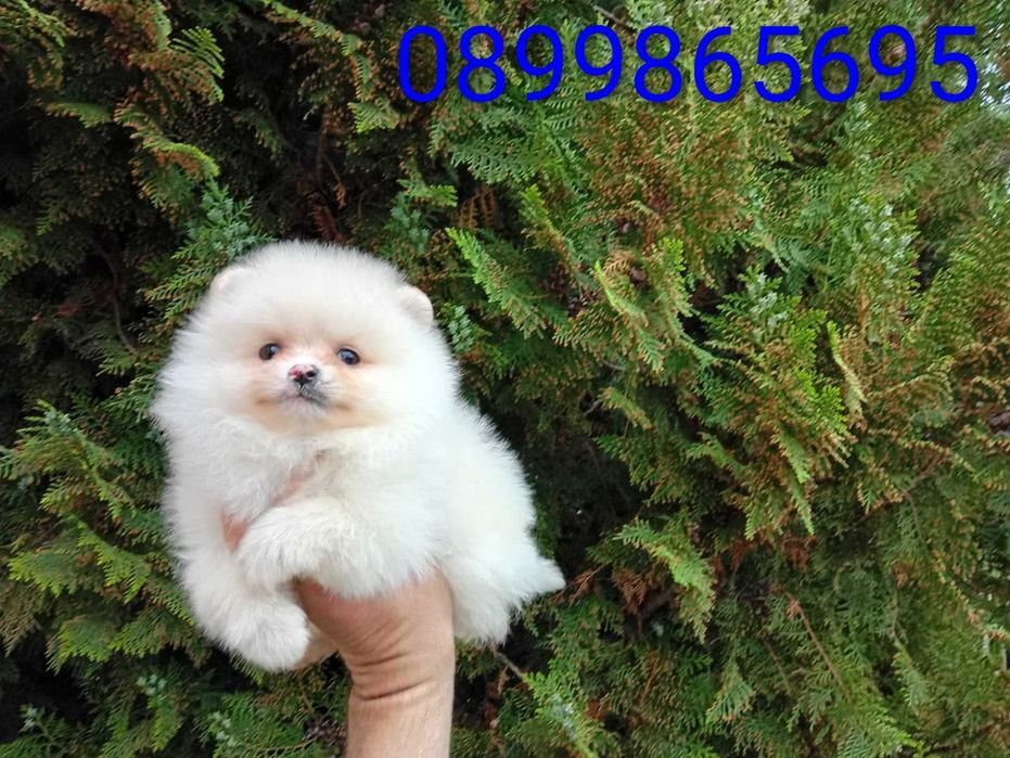 Померанчета! Мъжки и женски кученца!