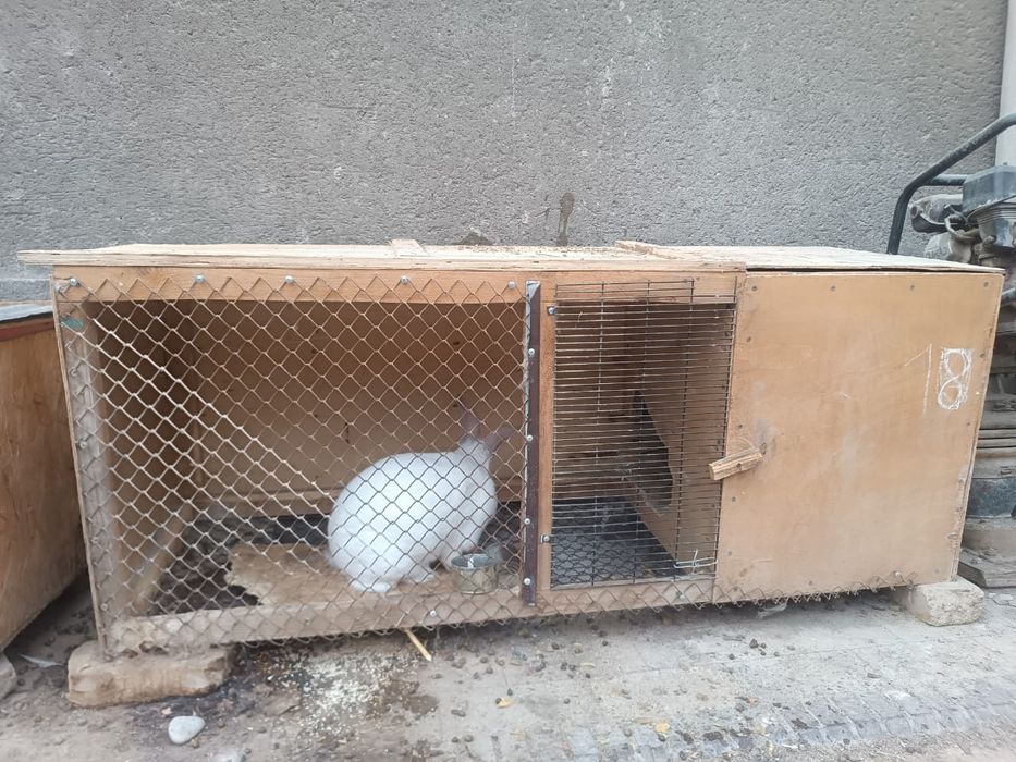 Крольчиха с клеткой